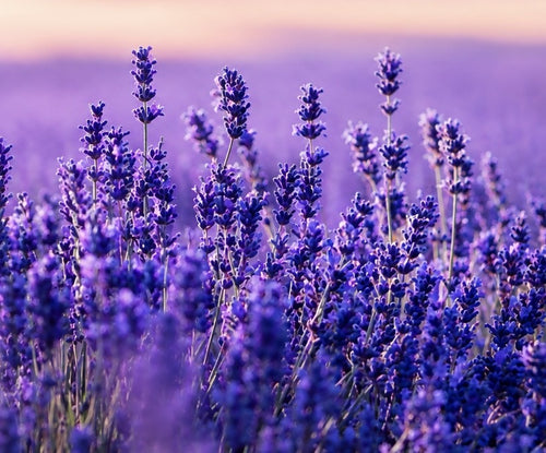 Amber & Lavender Scent Diffuser Oil